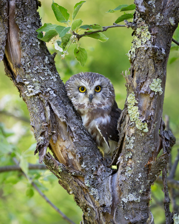 Nature In Class B By Terrie Ulery For Tree With Eyes OCT-2018.jpg